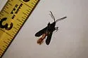 Pitch Mass Borer - Hodges#2585 - photo 2