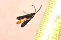 Pitch Mass Borer - Hodges#2585 - photo 3