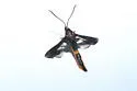 Pitch Mass Borer - Hodges#2585 - photo 4