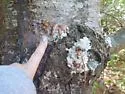 Pitch Mass Borer - Hodges#2585 - photo 5