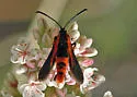 Buckwheat root borer - Hodges#2581 - photo 2