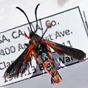 Buckwheat root borer - Hodges#2581 - photo 3