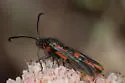 Buckwheat root borer - Hodges#2581 - photo 4