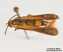 Buckwheat root borer - Hodges#2581 - photo 5