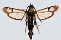 Willow Borer - Hodges#2572 - Synanthedon proxima