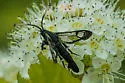 Willow Borer - Hodges#2572 - photo 2
