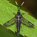 Willow Borer - Hodges#2572 - photo 3