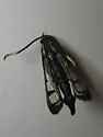 Willow Borer - Hodges#2572 - photo 4