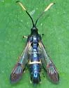 Apple Bark Borer - Hodges#2565