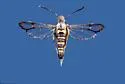 Red-Lined Clearwing - Hodges#2566