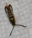 Red-Lined Clearwing - Hodges#2566 - photo 2