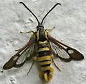 Sycamore Borer - Hodges#2582