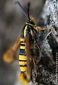 Sycamore Borer - Hodges#2582 - photo 2