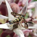 Sycamore Borer - Hodges#2582 - photo 3