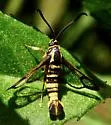 Sycamore Borer - Hodges#2582 - photo 4