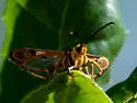 Sycamore Borer - Hodges#2582 - photo 5