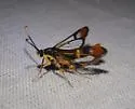 Synanthedon richardsi - Hodges#2548