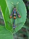 Synanthedon richardsi - Hodges#2548 - photo 4