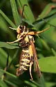 Riley's Clearwing - Hodges#2552
