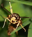 Riley's Clearwing - Hodges#2552 - photo 2