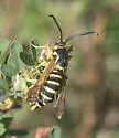 Riley's Clearwing - Hodges#2552 - photo 3