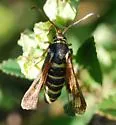 Riley's Clearwing - Hodges#2552 - photo 4