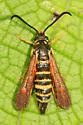 Riley's Clearwing - Hodges#2552 - photo 5