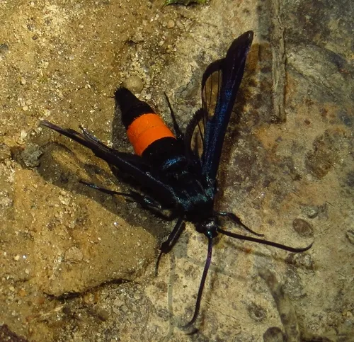 Tupelo Clearwing Moth - Hodges#2567
