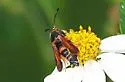 Florida Oakgall Moth - Hodges#2573 - photo 2