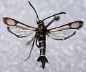 Willow Clearwing - Hodges#2569 - photo 2
