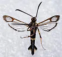 Willow Clearwing - Hodges#2569 - photo 3