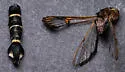 Willow Clearwing - Hodges#2569 - photo 4
