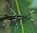 Viburnum Clearwing - Hodges#2556