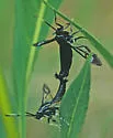 Viburnum Clearwing - Hodges#2556 - photo 2