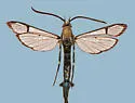Viburnum Clearwing - Hodges#2556 - photo 3
