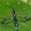 Viburnum Clearwing - Hodges#2556 - photo 4