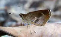 Salenus Faceted-Skipper