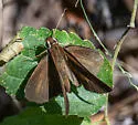 Salenus Faceted-Skipper - photo 2