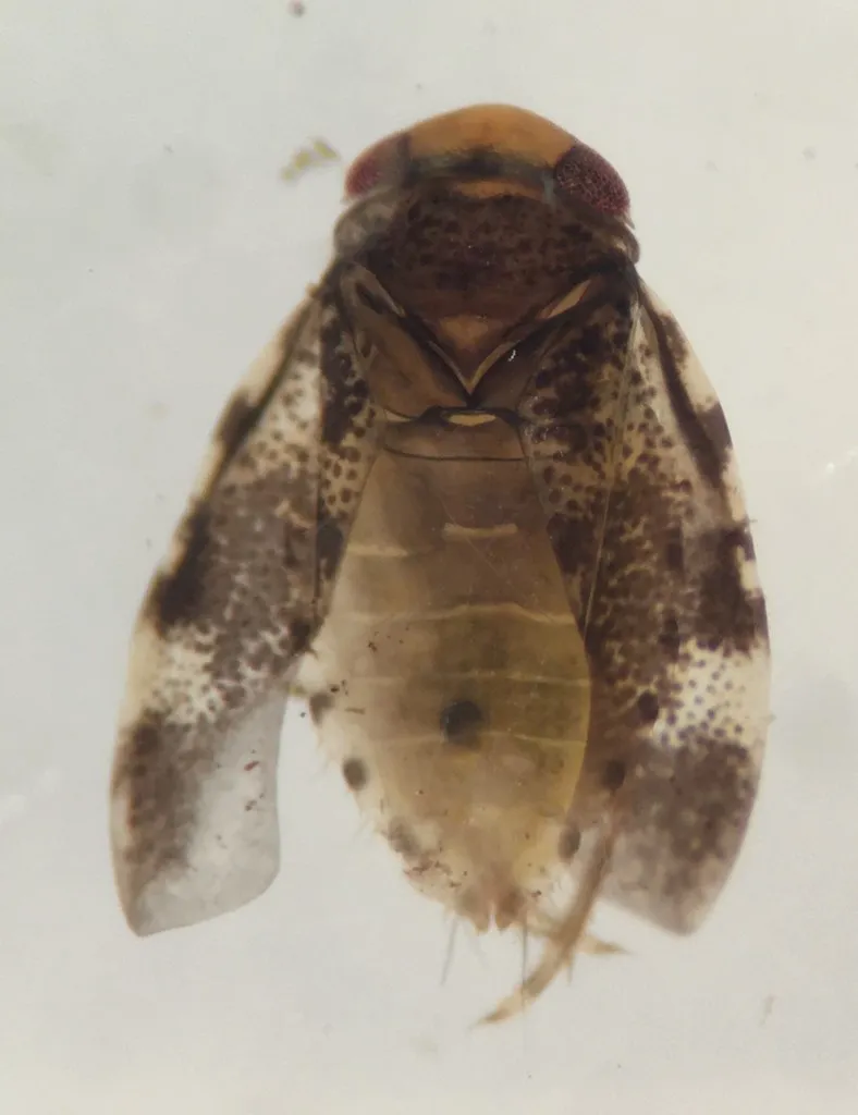 Synaptonecta issa