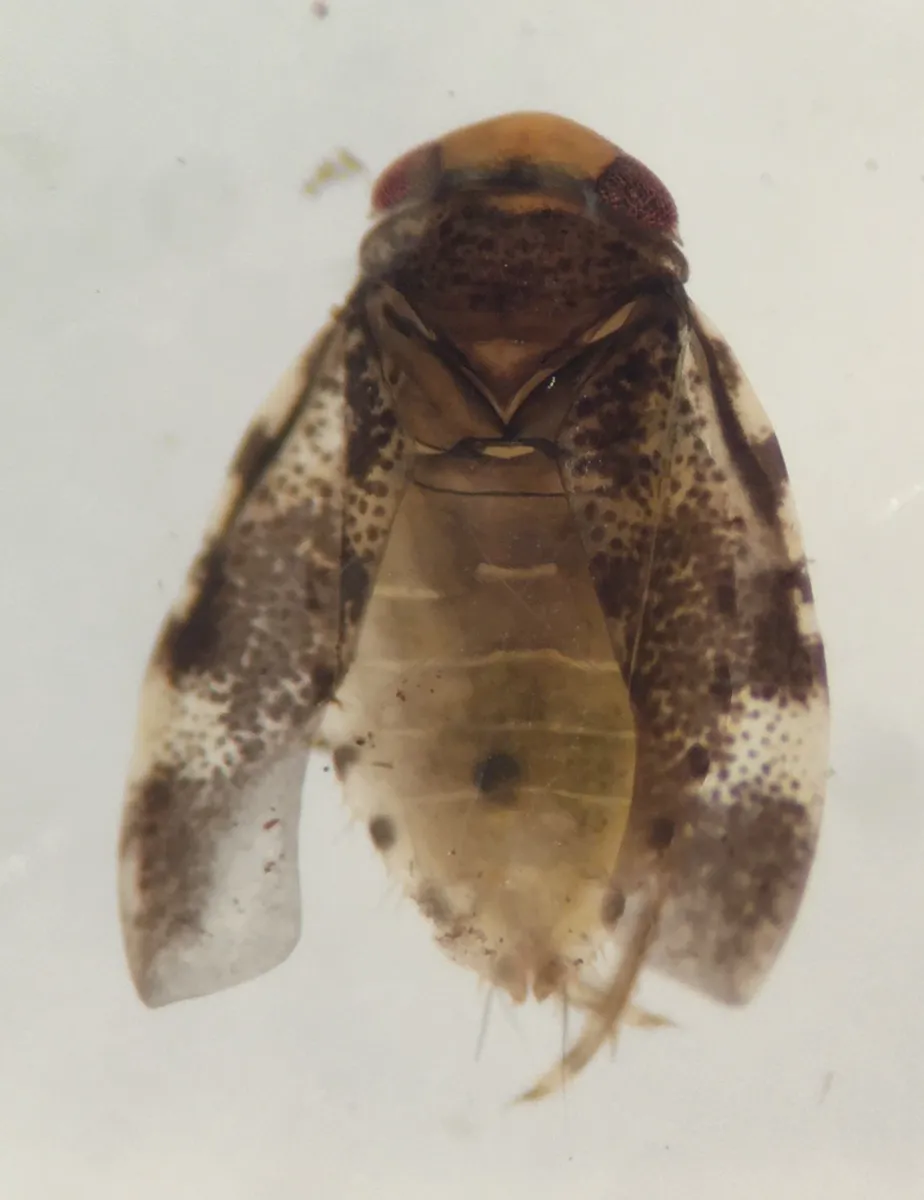 Synaptonecta issa - photo 2