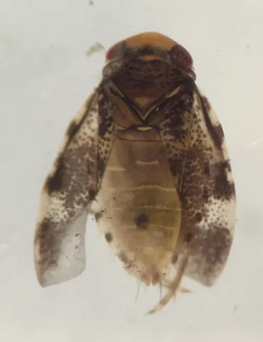 Synaptonecta issa - photo 3