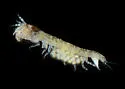 Synaptotanais notabilis