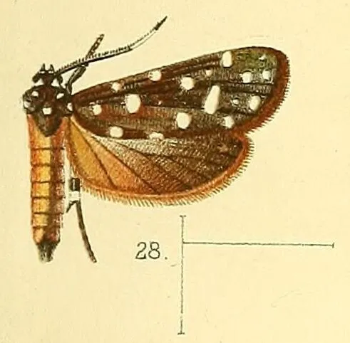 Syncallia stellata - photo 4