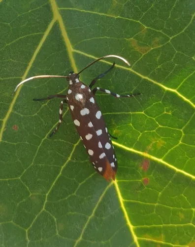 Syncallia stellata - photo 5