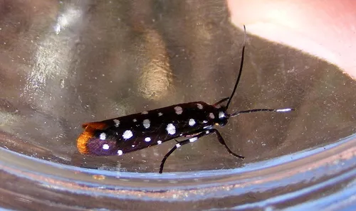 Syncallia stellata - photo 6