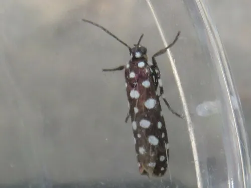 Syncallia stellata - photo 7