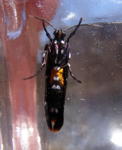 Syncallia stellata - photo 8