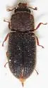 Synchita fuliginosa - photo 3