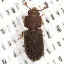 Synchita fuliginosa - photo 5
