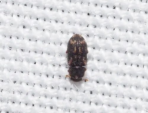 Synchita obscura
